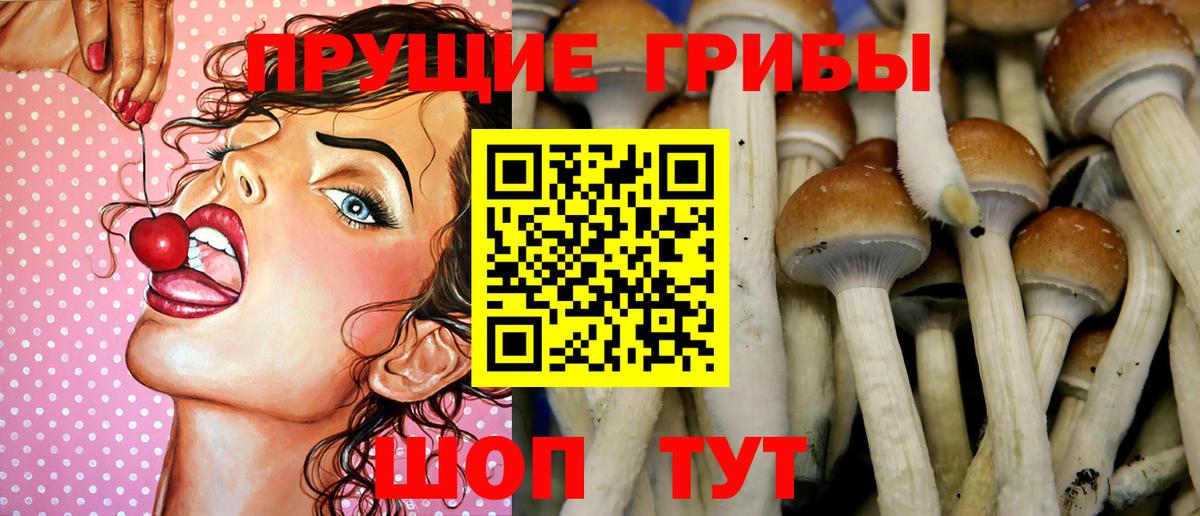 Галлюциногенные грибы Psilocybe Ульяновск